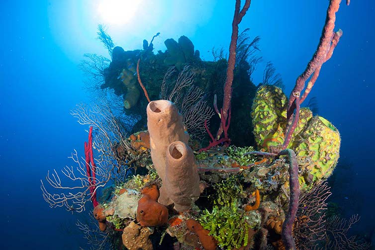 Grand Cayman Diving | Coral Fingers